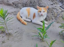 Jerome, 25 years old, Straight, Man, Alafaya, USA