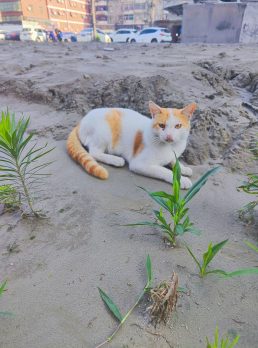 Jerome, 25 years old, Alafaya, USA